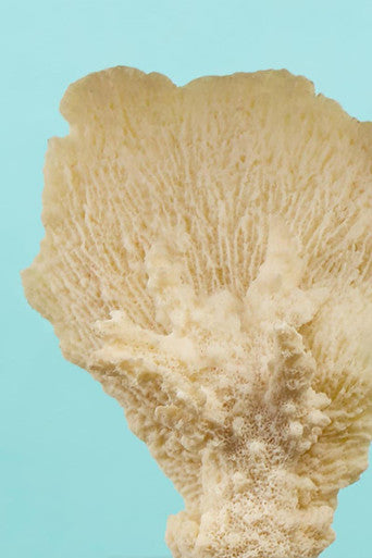 Boho Small White Coral